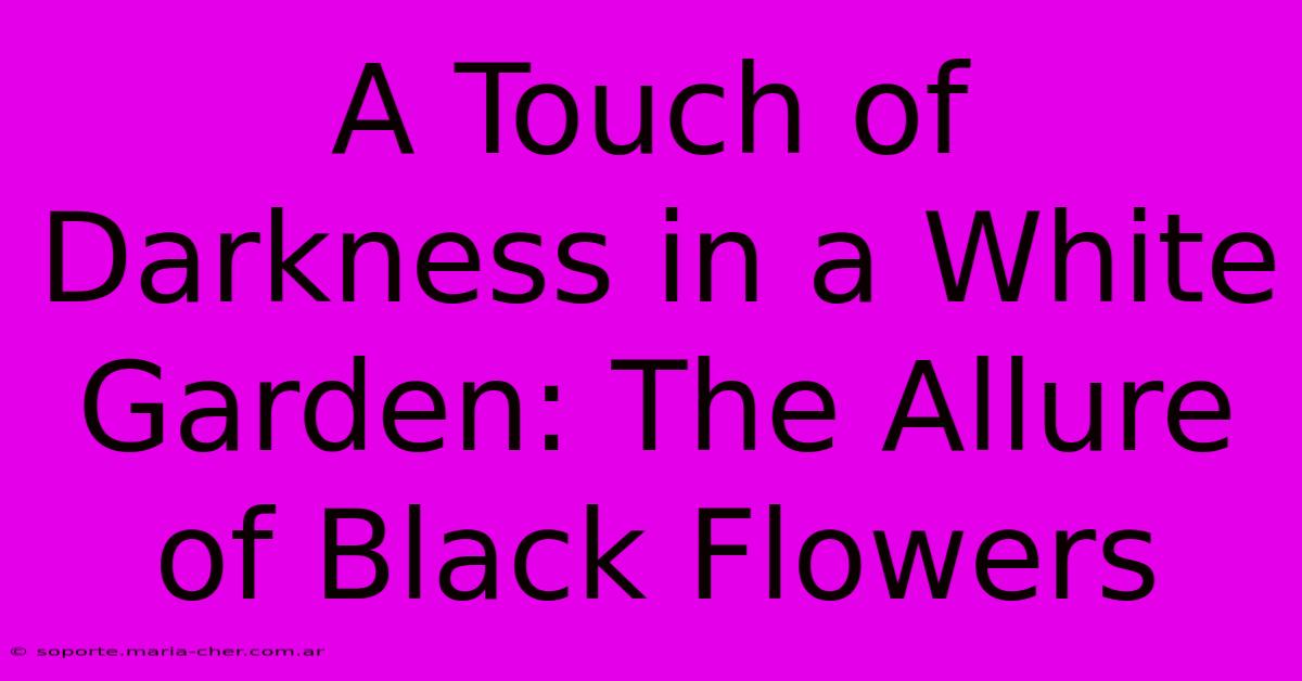 A Touch Of Darkness In A White Garden: The Allure Of Black Flowers