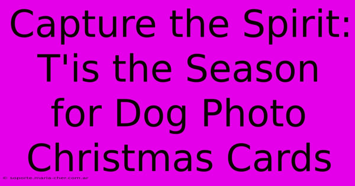 Capture The Spirit: T'is The Season For Dog Photo Christmas Cards