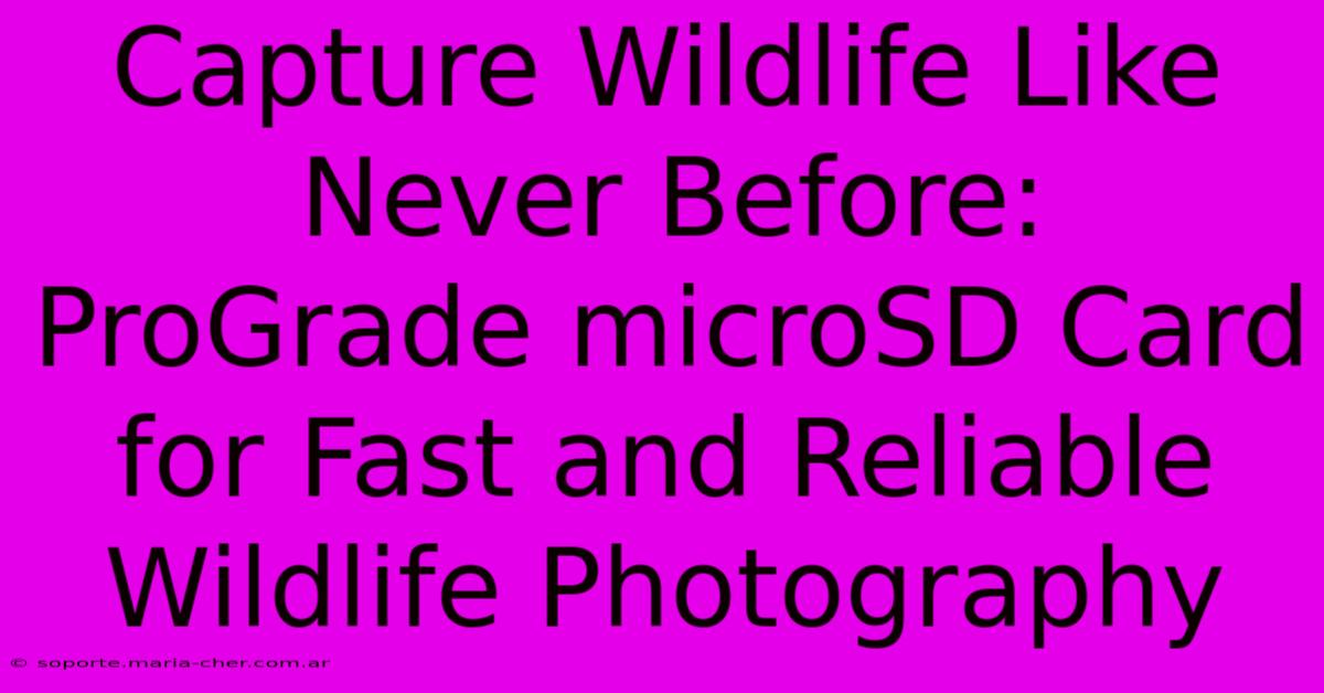 Capture Wildlife Like Never Before: ProGrade MicroSD Card For Fast And Reliable Wildlife Photography