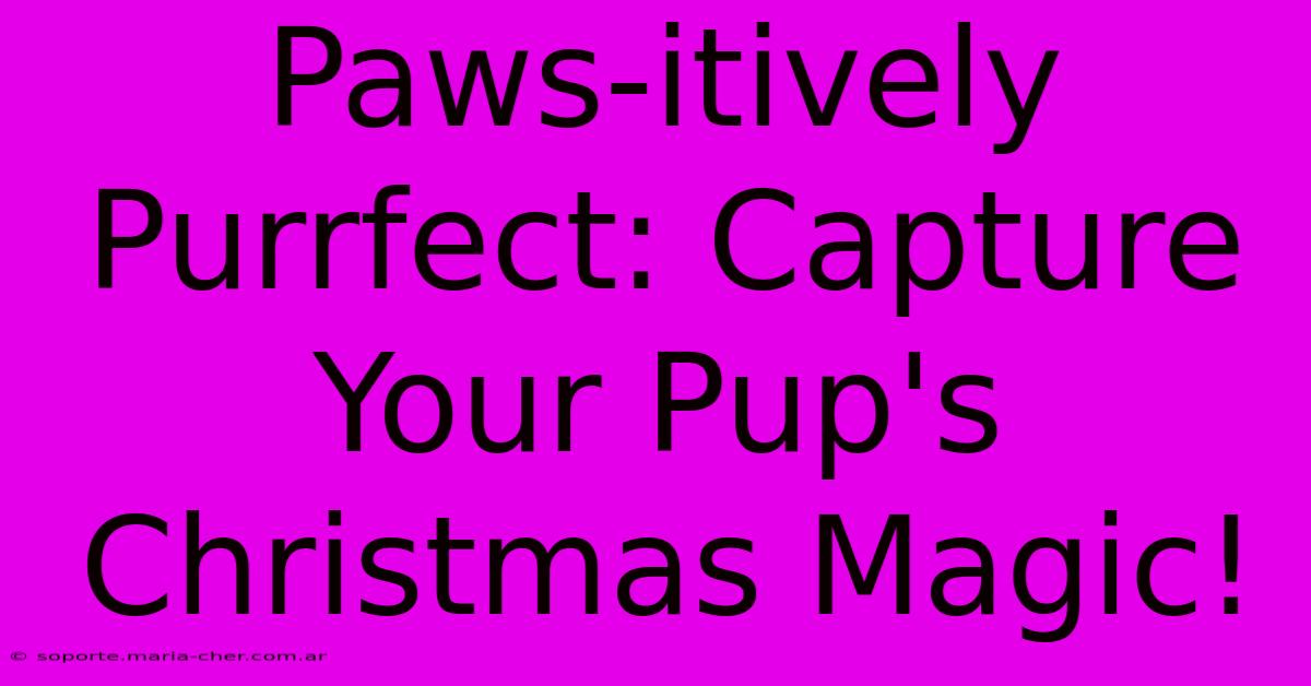 Paws-itively Purrfect: Capture Your Pup's Christmas Magic!