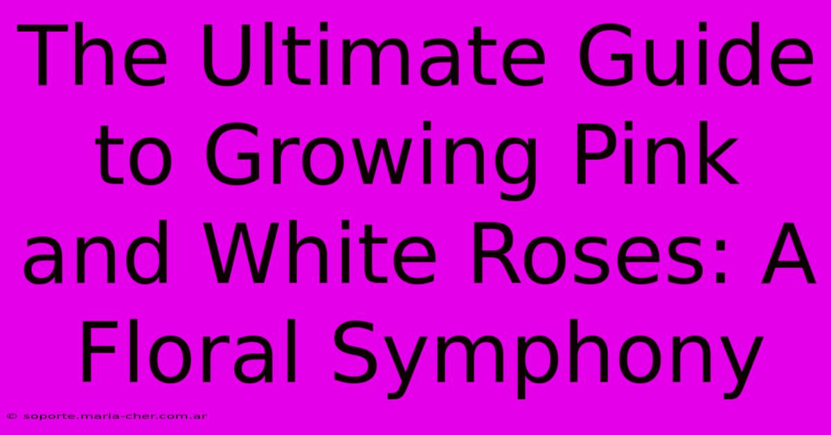 The Ultimate Guide To Growing Pink And White Roses: A Floral Symphony