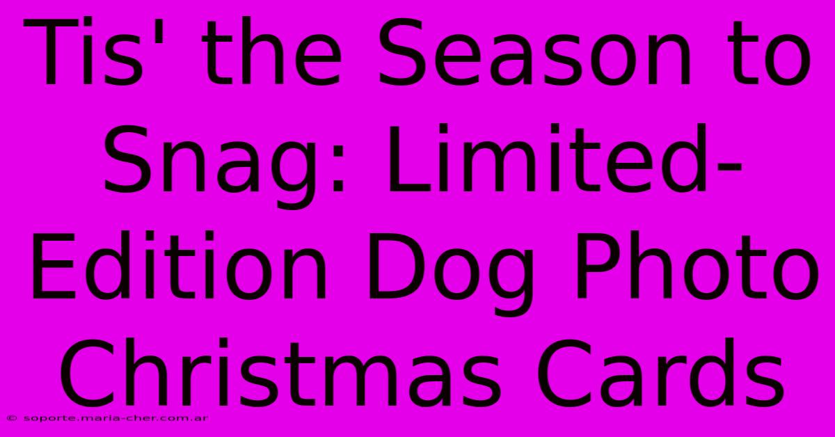 Tis' The Season To Snag: Limited-Edition Dog Photo Christmas Cards