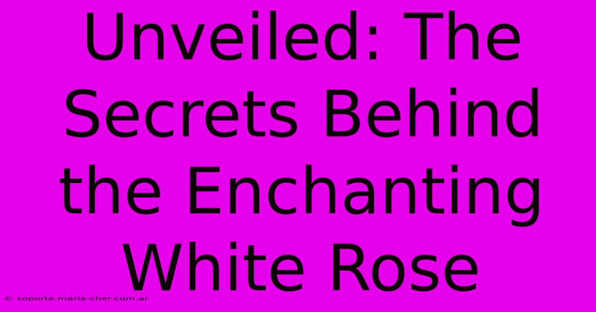 Unveiled: The Secrets Behind The Enchanting White Rose